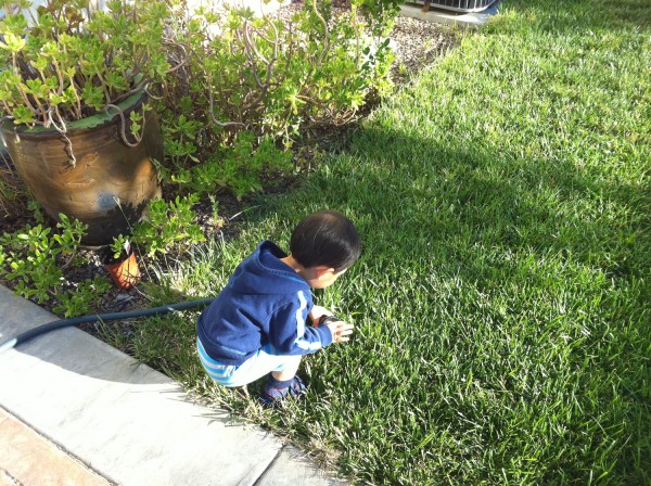2011.7.11 - Lawn Care