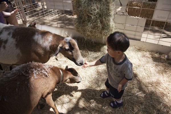 2011.7.23 - Feeding all the animals