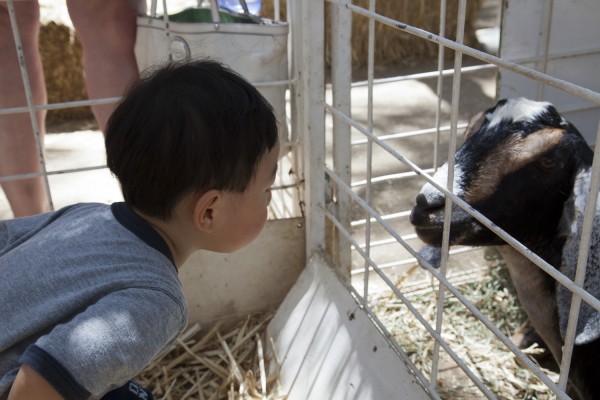 2011.7.23 - Looking at the goat