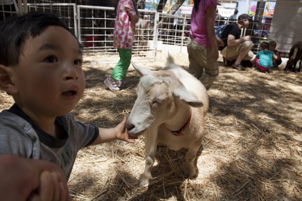2011.7.23 - Feeding the goat
