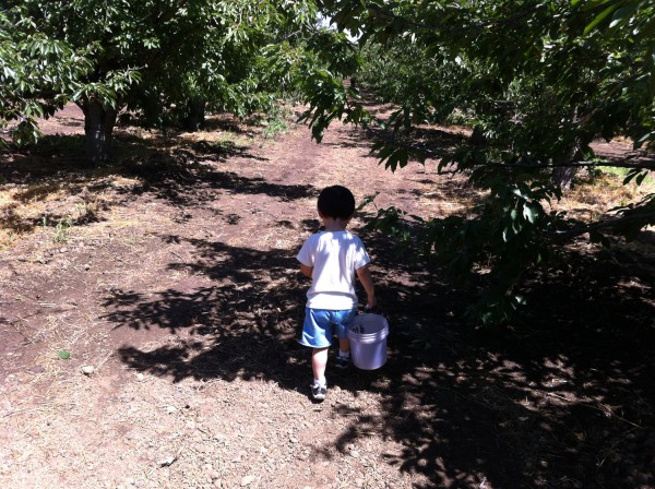 2012.6.16 - Cherry Picking
