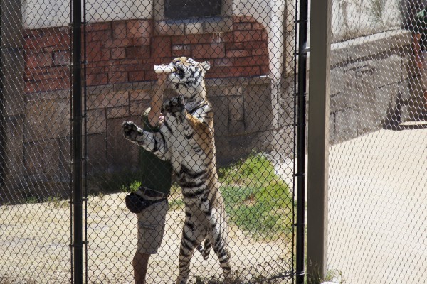 2012.6.23 - Tiger