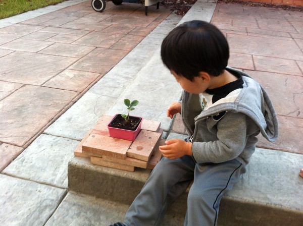 2012.10.10 - Plant
