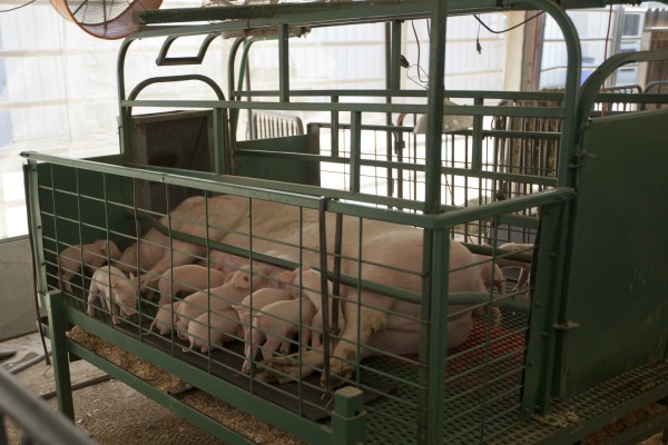 2013.7.25 - Piglets