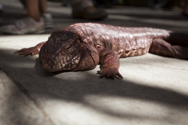 2013.7.25 - Red Tegu