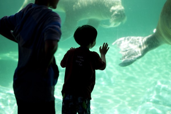 2014.6.6 - Walrus