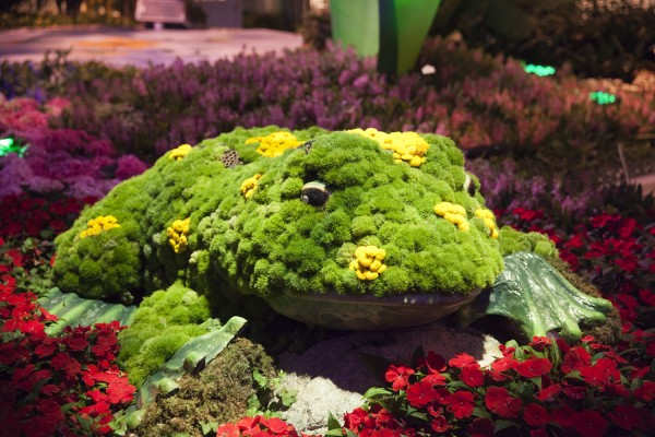 2014.7.1 - Frog