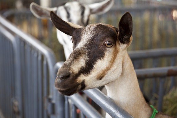 2014.7.19 - Goat