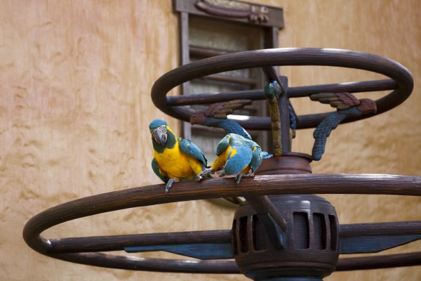 2014.8.31 - Parrots