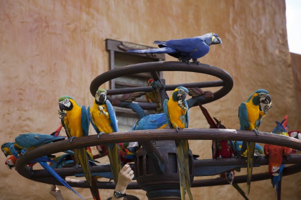 2014.8.31 - More Parrots