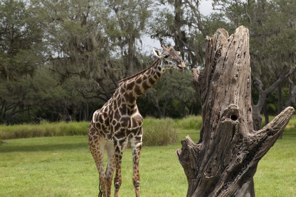 2014.8.31 - Giraffe