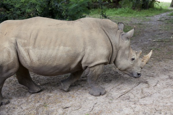 2014.8.31 - Rhino