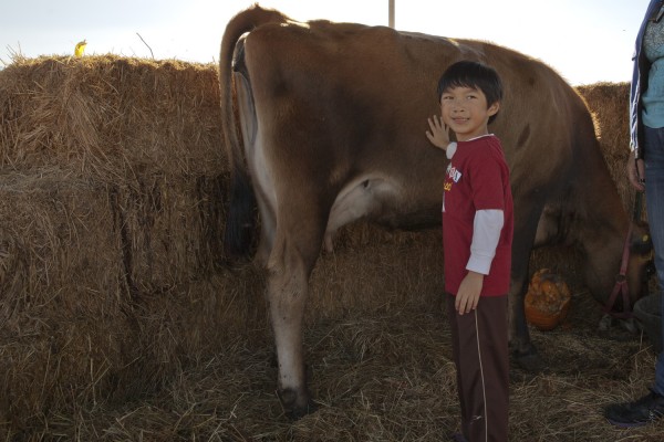 2014.10.24 - Cow
