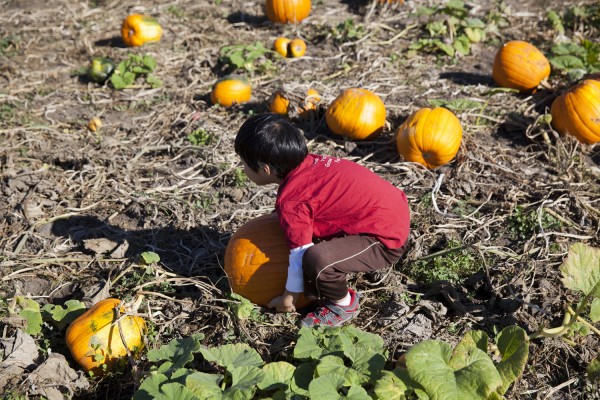 2014.10.24 - Big Pumpkin