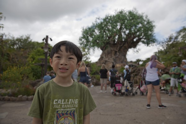 2015.5.17 - Tree