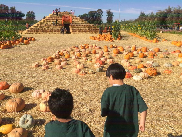 2015.10.22 - Pumpkin Patch