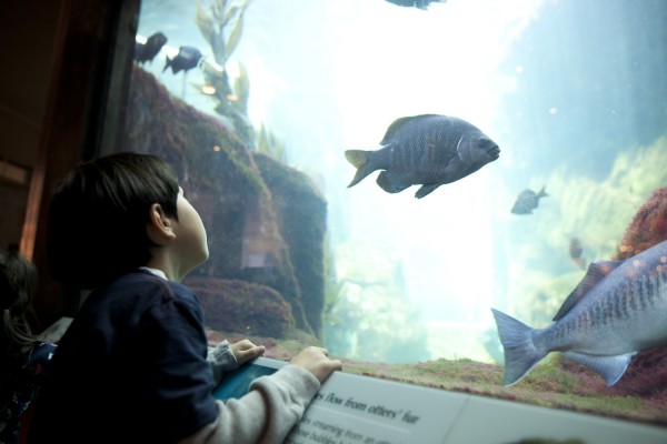 2016.3.24 - Big Fish