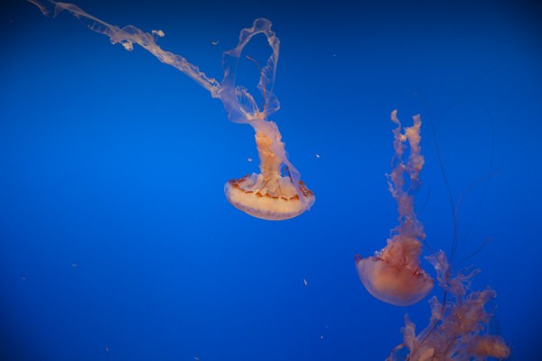 2016.3.24 - Jellyfish