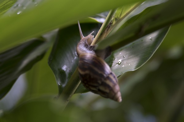 2016.10.19 - Snail