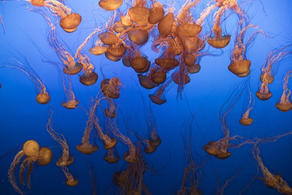 2016.11.20 - Jellyfish